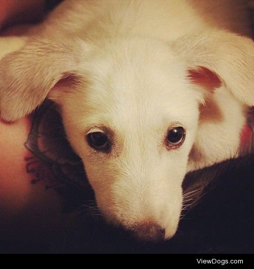 Lucy our white german shepherd at 10 weeks when we first brought…
