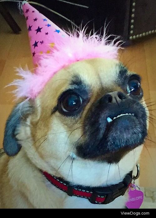 Penelope smiling in her party hat!
Follow Penelope at:…