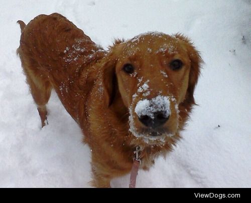 This is Nikki and she loves the snow. She’s my pride and joy and…