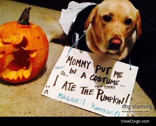 Maggie v. Pumpkin

I have never dressed up one of my…
