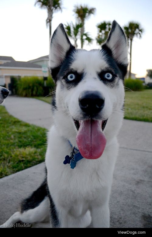 huskyhuddle:

Sweet Balto
(Ani’s nose is always where is…