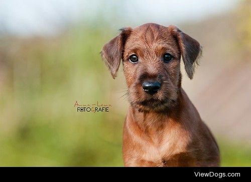 Irish Terrier


Anna-Lena Gerharz Fotografie