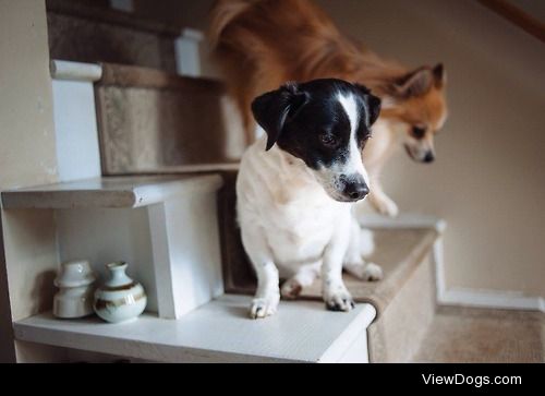 This is sweet Willow (Jack Russell mix) and Angus (pom), two of…