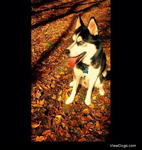 Balto on a walk