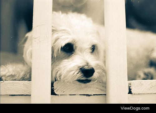 Meet Buddy, my super-cute Bichon Frise/Yorkie mix.