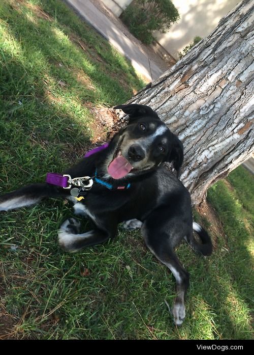 Koa, our lab/Queensland heeler mix. His name means ‘Warrior’ in…