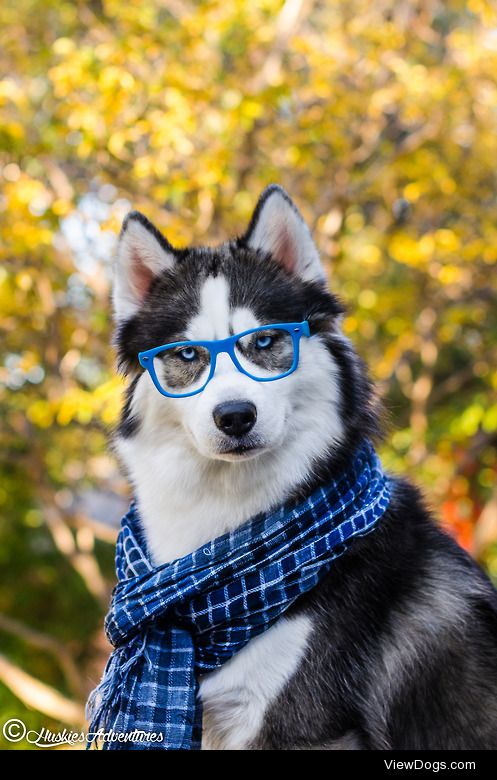 huskiesadventures:

Hello class this is Professor Zeus, 
Today…