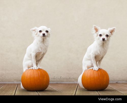 Chihuahuaween!