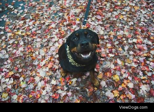 Mocha, the Rottweiler! 