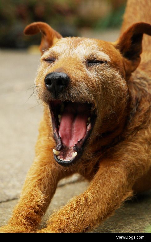 My sleepy terrier Rusty after a day full of adventures!For more…