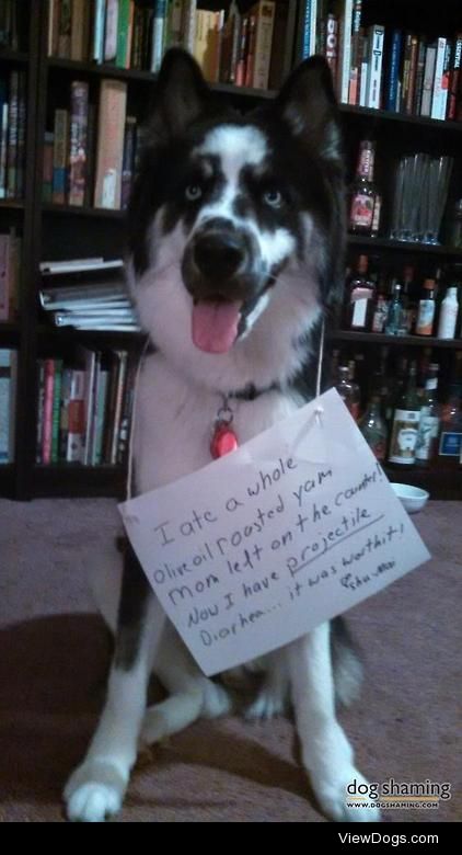 I Yam not ashamed

Shu-Mai our 8 month old husky found a very…
