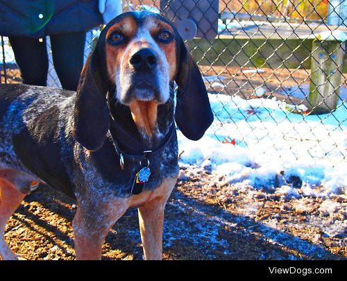 Hound at my local dog park the day after Thanksgiving.