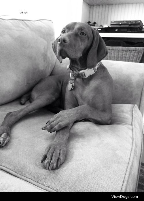 My beautiful Vizsla girl.