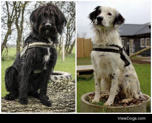 Kvark (left) is a two year old bearded collie/labradoodle…