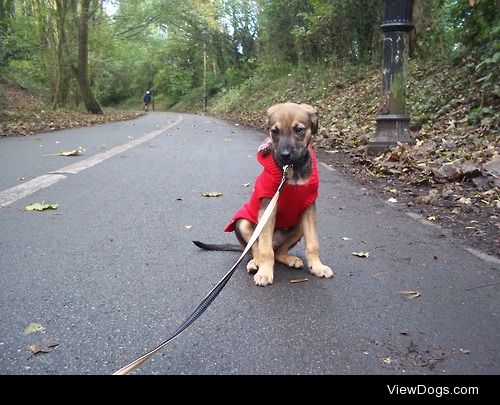 My lurcher pup Pod is afraid of the wind and didn’t want to walk…