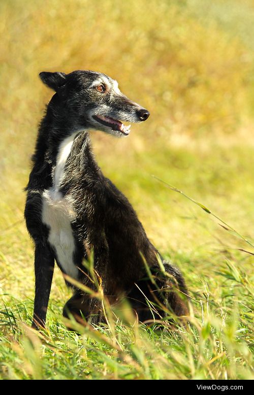 Cola taking a quick break on an evening walk.For more…