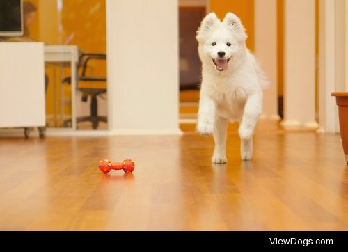 Happy dog


Ruslan