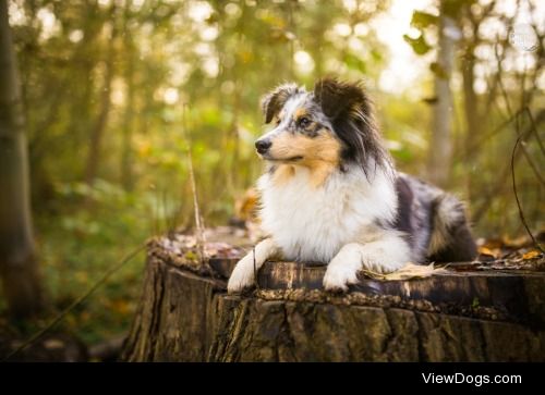 blackpepperphotos:

Today I got some Sheltiepower for y’all :)…