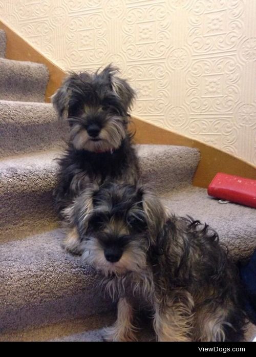 Georgie and Jess the miniature schnauzers!