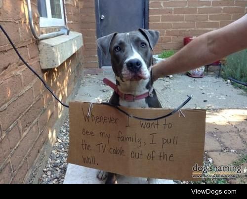 The Barking Dead show cut short

Our dog Lucy has figured out…