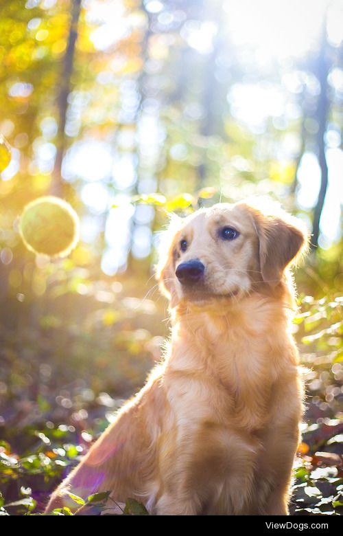 guidedogintraining:

much concern. very tennis ball. many…