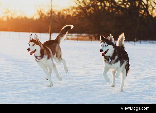 Husky Run


Jeffrey Zoss