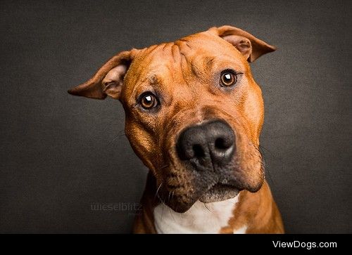 Horst


Elke Vogelsang