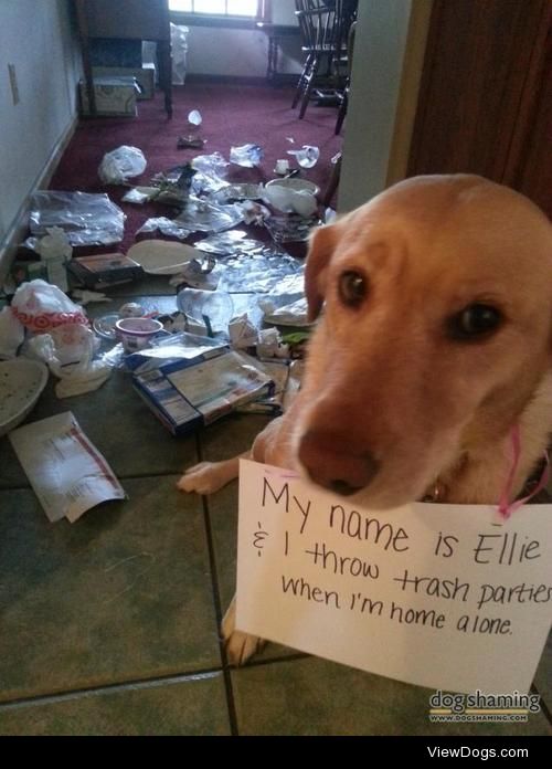 Parents leave – kids party – house trashed!

Ellie: Trash Party…
