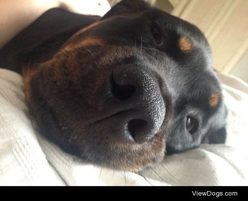 Tallulah Rose is my silly Rottweiler who loves making squishy…