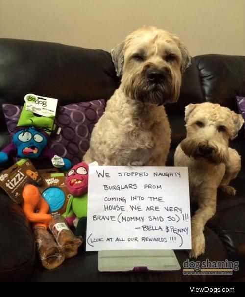 Brave Bears!

Bella and Penny stopped burglars from entering our…