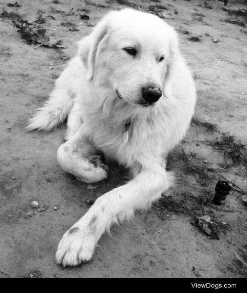 This is Marcelo, my handsome 3 years old great pyrenees.
