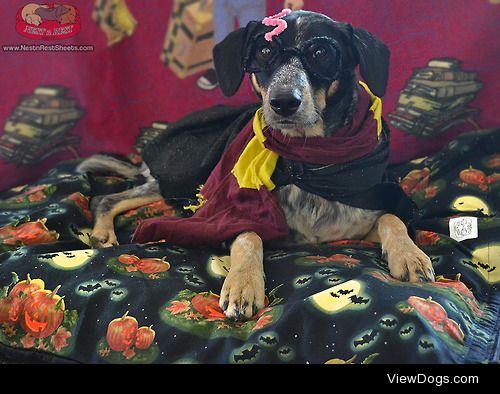 Django as Harry Potter!