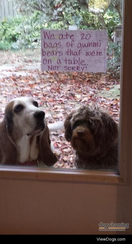 Halloween Clean up Crew

Bella the Basset and Pickles the (?)…