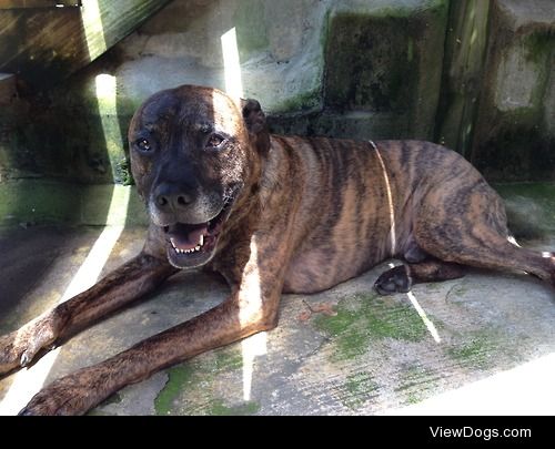 This is Coeus, a 9-year-old Pit Bull mix.