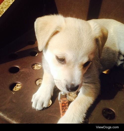 My puppy Zelda. Husky lab mix