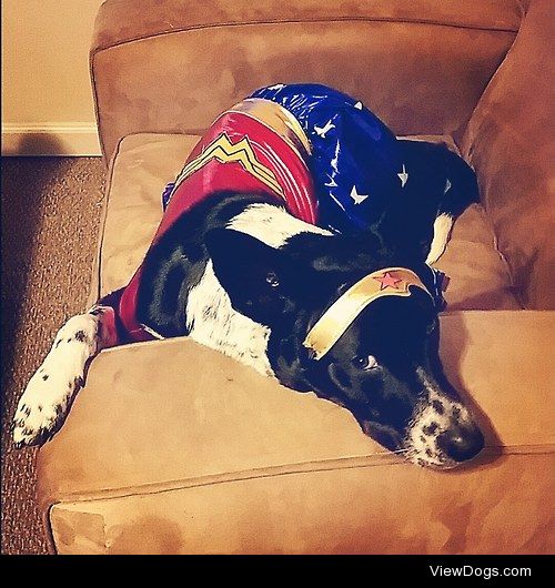 My border collie mix Annie, dressed as Wonder Woman and caught…