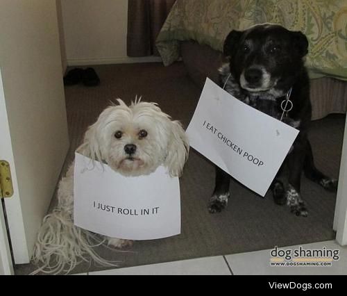 Chicken coop disaster

Mollie (maltese) and Libby(mix) and how…