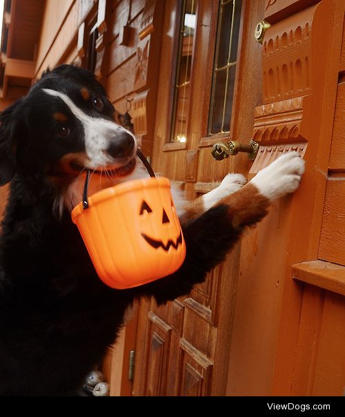 bernesemountaingoat:

TRICK OR TREAT