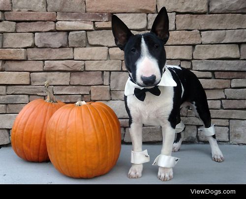 Here’s Gershwin! He’s a 6 month old Miniature Bull Terrier… He…