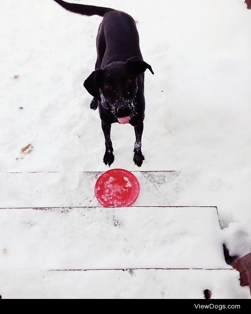 Bella playing in the snow