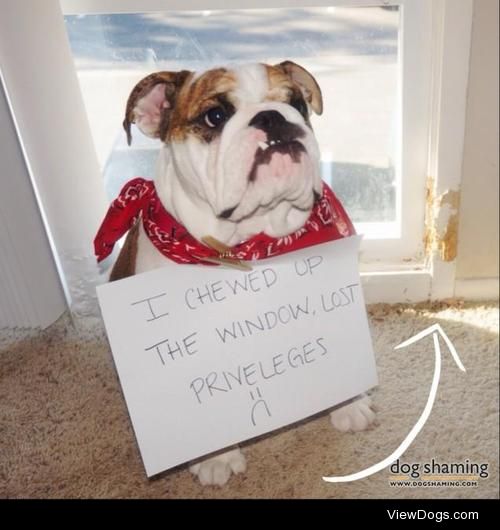 That’s a paddlin’

I Chewed Up The Window while my humans were…