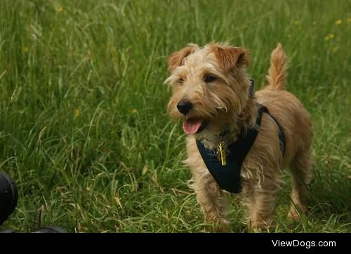 Cinders my lakeland terrier cross. 