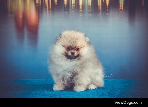 Baby pomeranian from Baku


Gunay Namazova