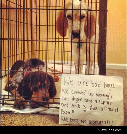 Bad dog no biscuit

We are bad boys…. We chewed up mom…