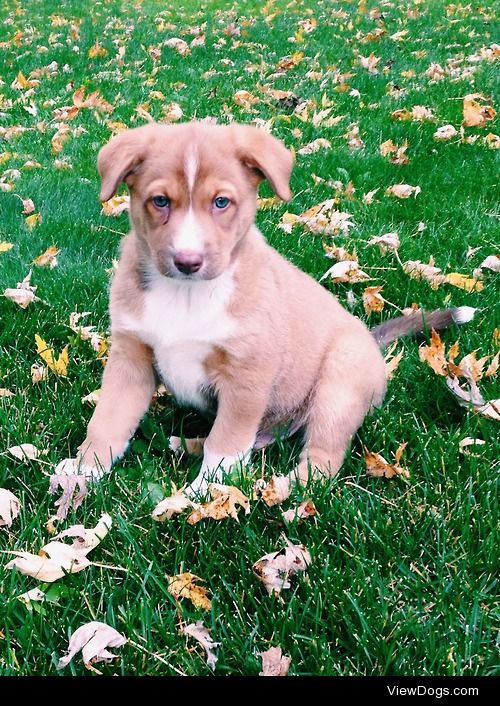 this is my little Cooper, the first day we brought him home! he…