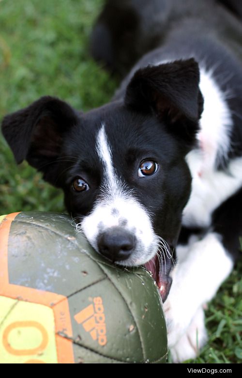 Our darling Amelia, a 3 month old border collie who has brought…