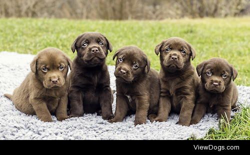 Labrador Puppies


Kreativ Foto Cheesy