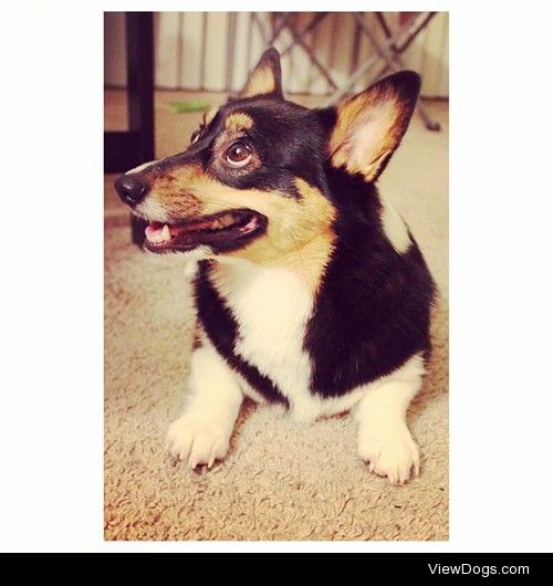 Zombie the pembroke welsh corgi :)
instagram:…