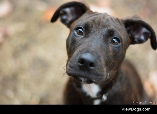 shepherd-tails:

10/31/2014
Puppy!