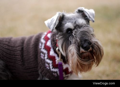 perfectdogs:

You have something in your beard doggie.